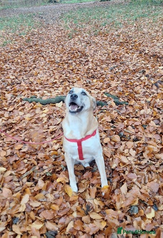 Mixed Breed dogs - Advert 5