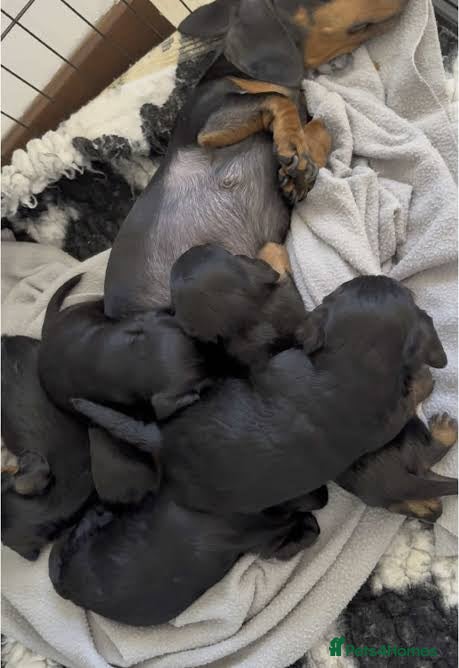 Doxiepoo dogs Doxiepoo puppy - Advert 2