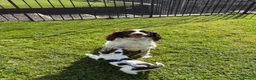 Sproodle dogs for sale: Ready to leave stunning sproodles - Advert 8