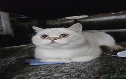 British Shorthair cats for sale: CUTE BRITISH SHORT HAIR LOOKING FOR FOREVER HOME - Image 2