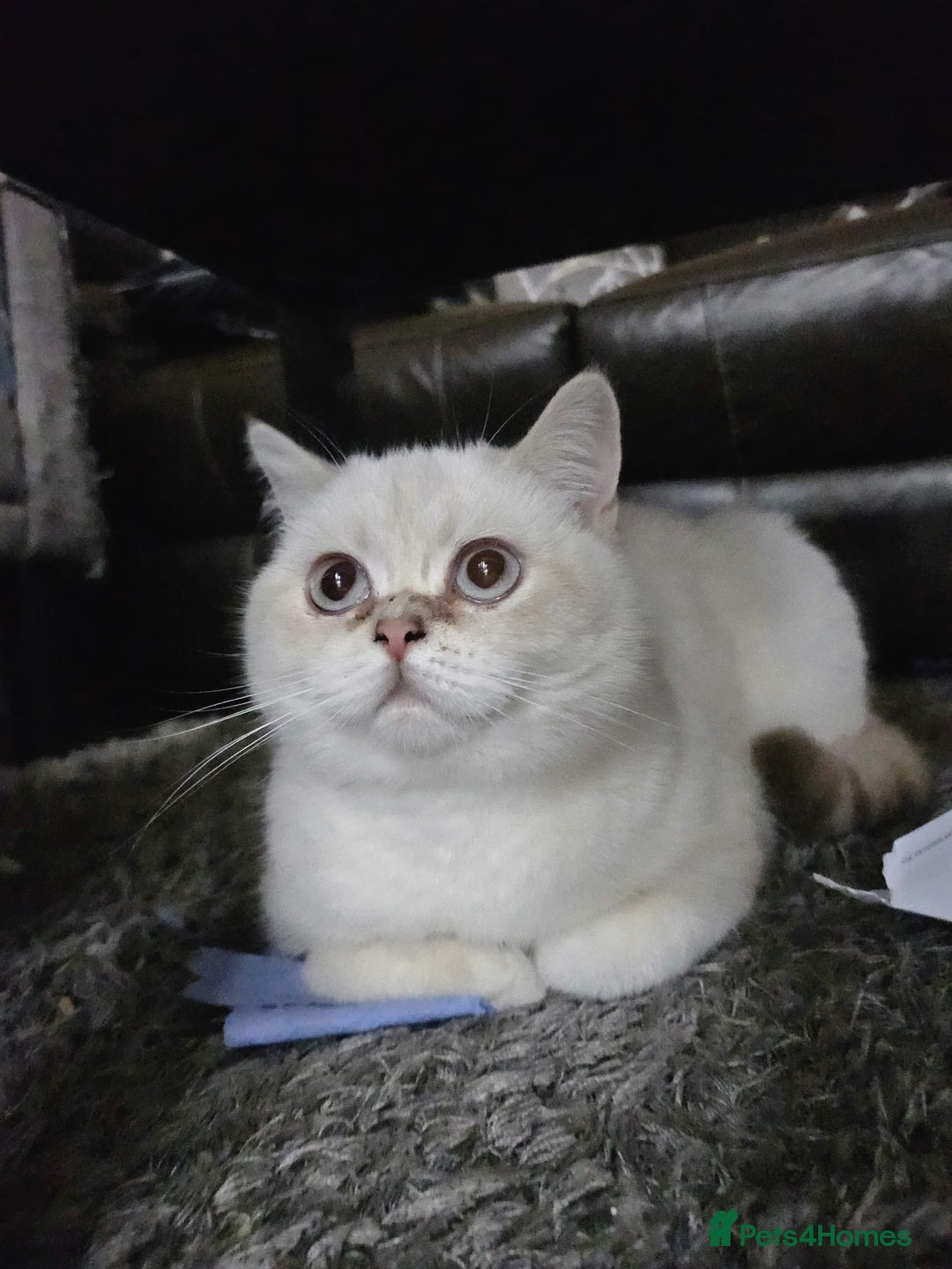 British Shorthair cats for sale: CUTE BRITISH SHORT HAIR LOOKING FOR FOREVER HOME - Image 2