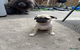 Pug dogs for sale: One pug pup - Image 1