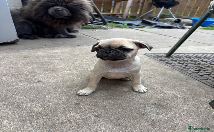 Pug dogs - Advert 1