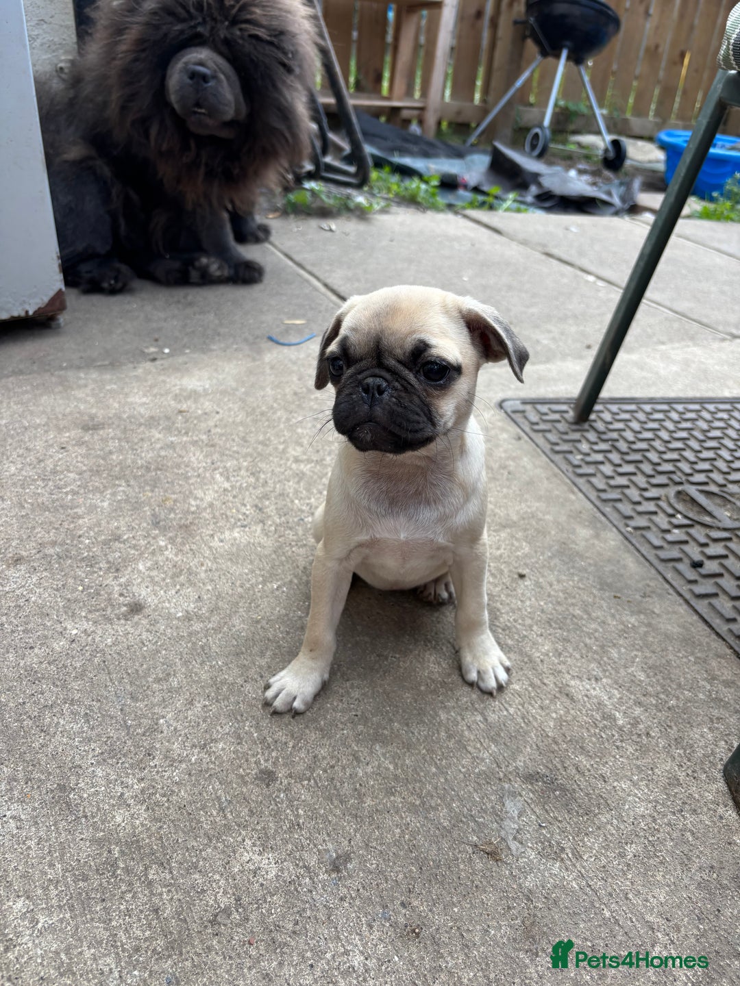 Pug dogs for sale: One pug pup - Image 1