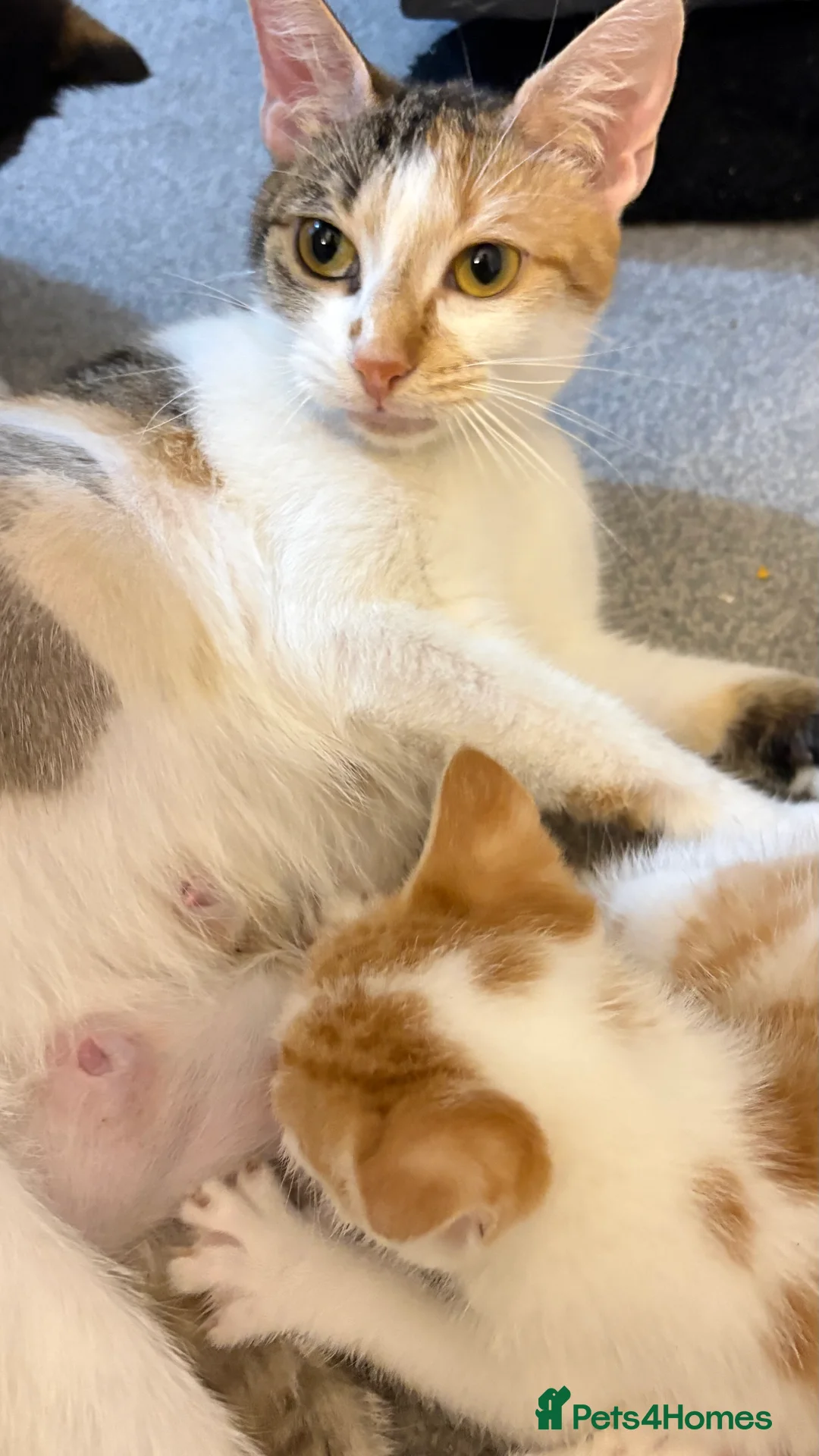 British Shorthair cats for sale: 1 kitten for sale  - Advert 4