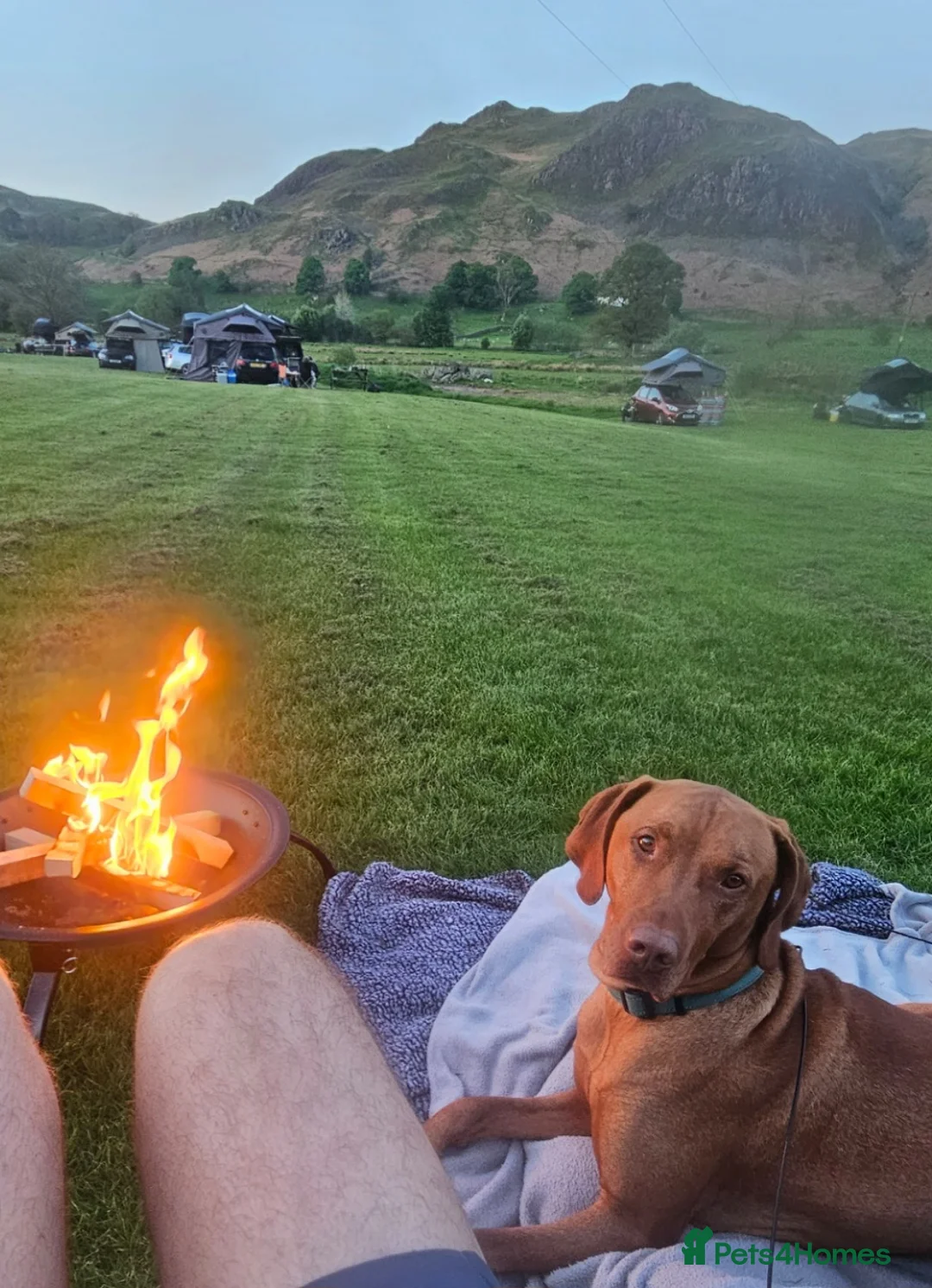 Hungarian Vizsla dogs for stud: Rummy the Vizsla- Available for Stud FREE!! in Middlesbrough - Advert 4