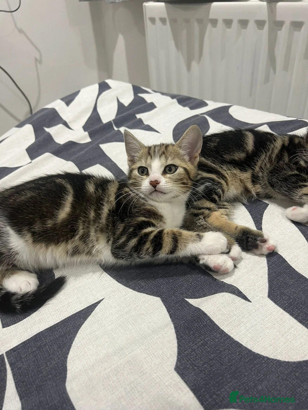 Mixed Breed cats for sale: Kitten for free - Advert 4