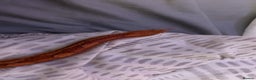 Corn Snake reptiles for sale: Corn Snake with Viv - Advert 7