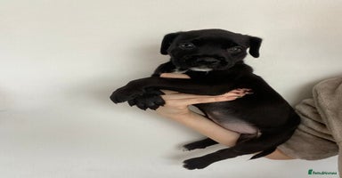 Cane Corso dogs - Advert 5