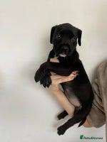 Cane Corso dogs - Advert 3