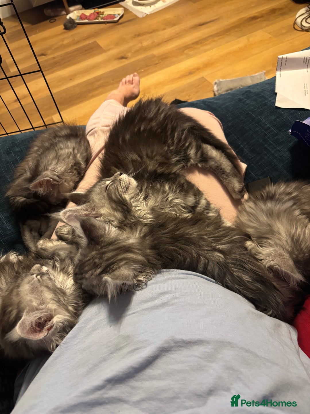 Maine Coon cats for sale: Pedigree registered Maine Coon - Advert 16