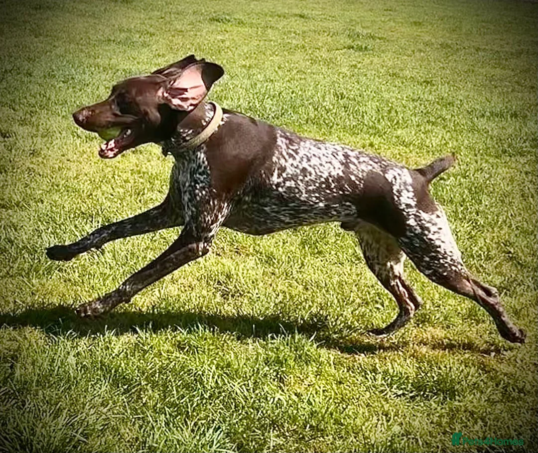 German Shorthaired Pointer dogs for stud: GSP Stud - Proven - Now available - Working / Pet  in Preston - Advert 5