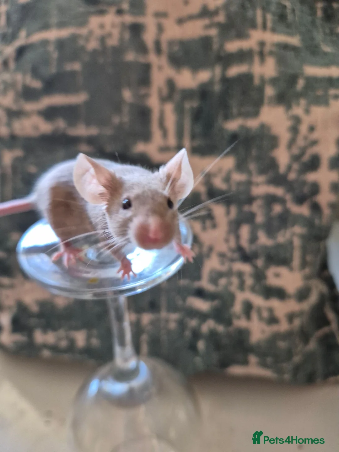 Mouse rodents for sale: 2 Cute Female Fancy Mice - Advert 1