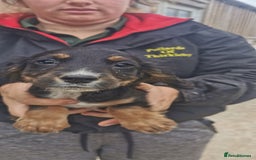 Cocker Spaniel dogs for sale: beautiful tri coloured working cocker spaniels  - Image 11