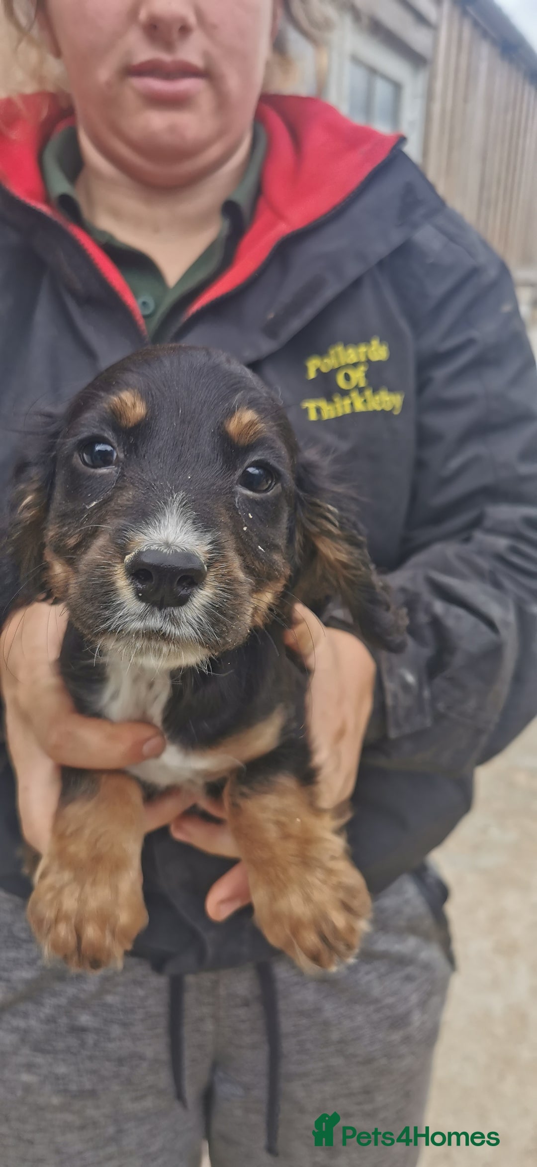 Cocker Spaniel dogs for sale: beautiful tri coloured working cocker spaniels  - Image 11