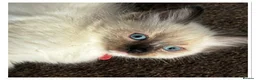 Ragdoll cats for sale: 6 cute pure breed Ragdoll kittens 2 boys 4 girls  - Advert 22