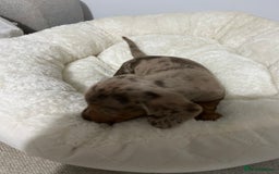 Miniature Dachshund dogs for sale: Multi coloured litter - Image 18