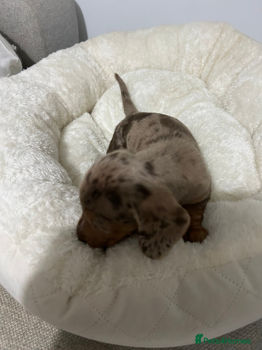 Miniature Dachshund dogs for sale: Multi coloured litter - Image 18