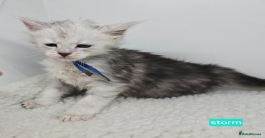 Maine Coon cats Maine Coon Kittens Silver Imported Shaded Lines - Advert 2