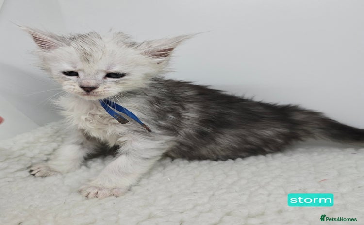 Maine Coon cats Maine Coon Kittens Silver Imported Shaded Lines - Advert 15