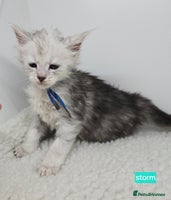 Maine Coon cats Maine Coon Kittens Silver Imported Shaded Lines - Advert 2