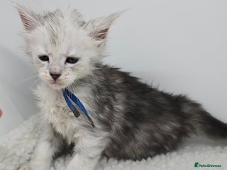 Maine Coon cats Maine Coon Kittens Silver Imported Shaded Lines - Advert 5