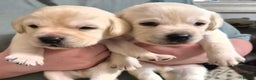 Labrador Retriever dogs for sale: Chunky beautiful ❤️ Yellow puppies . - Advert 9