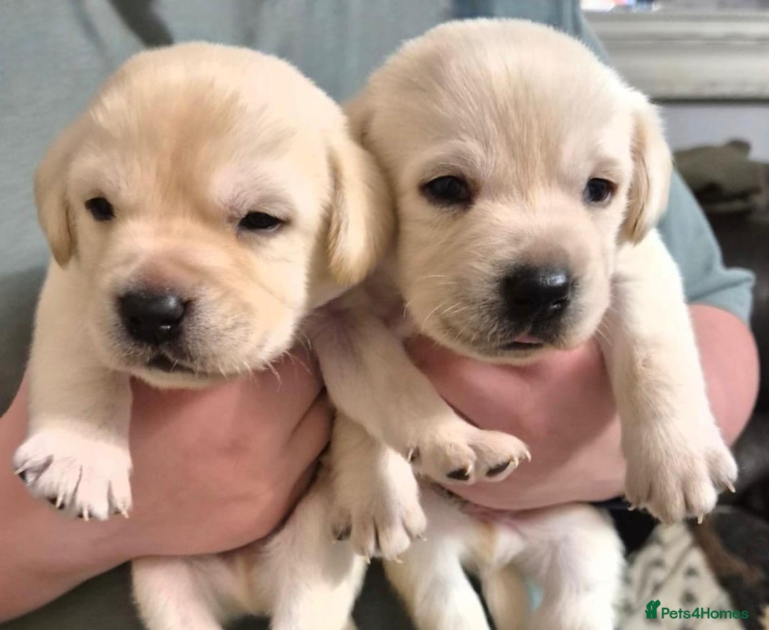 Labrador Retriever dogs for sale: Chunky beautiful ❤️ Yellow puppies . - Advert 9