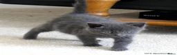 Mixed Breed cats for sale: Gorgeous Rag Doll/Maine Coon/Russian Blue X - Advert 11