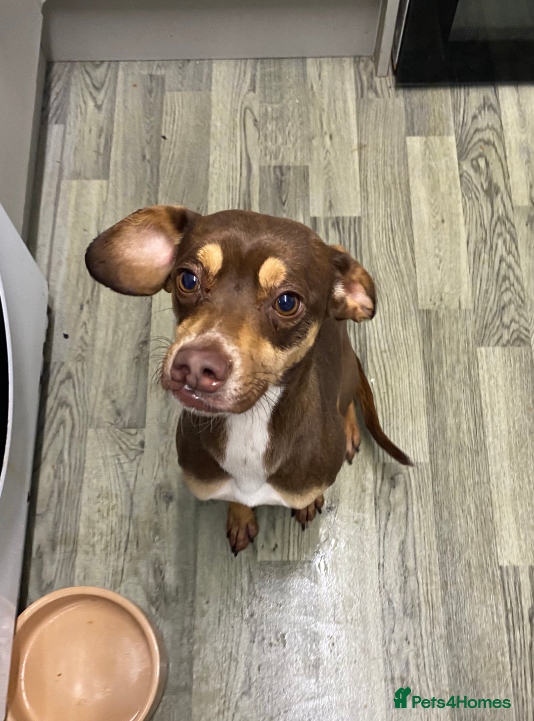 Mixed Breed dogs for sale: Family dog for rehoming  - Advert 1