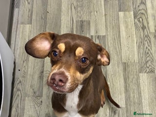 Mixed Breed dogs Family dog for rehoming - Advert 1