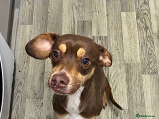 Mixed Breed dogs Family dog for rehoming - Advert 20