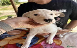 Mixed Breed dogs for adoption: Kira for adoption - Image 4
