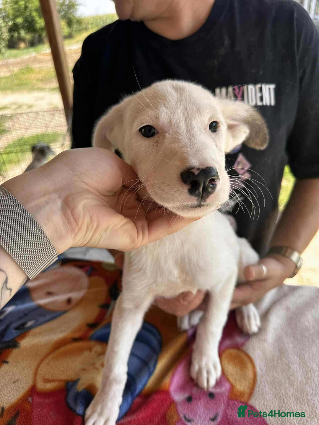 Mixed Breed dogs for adoption: Kira for adoption - Image 4