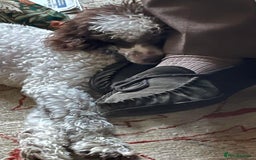 Miniature Poodle dogs for stud: KC registered Health tested Miniature Poodle in Alston - Image 3