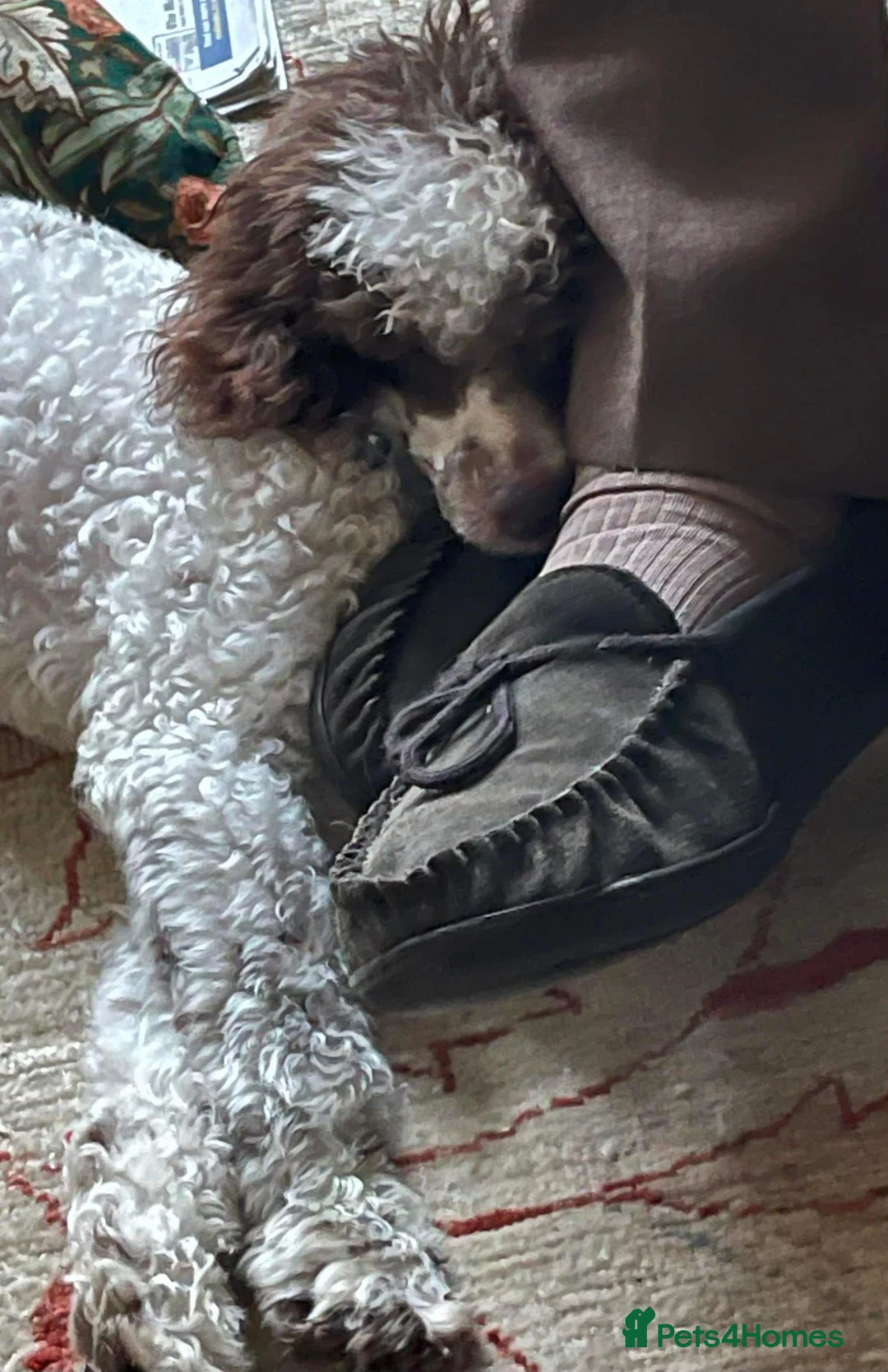 Miniature Poodle dogs for stud: KC registered Health tested Miniature Poodle in Alston - Advert 3