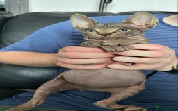 Sphynx cats for sale: Beautiful sphynx kittens - Image 13