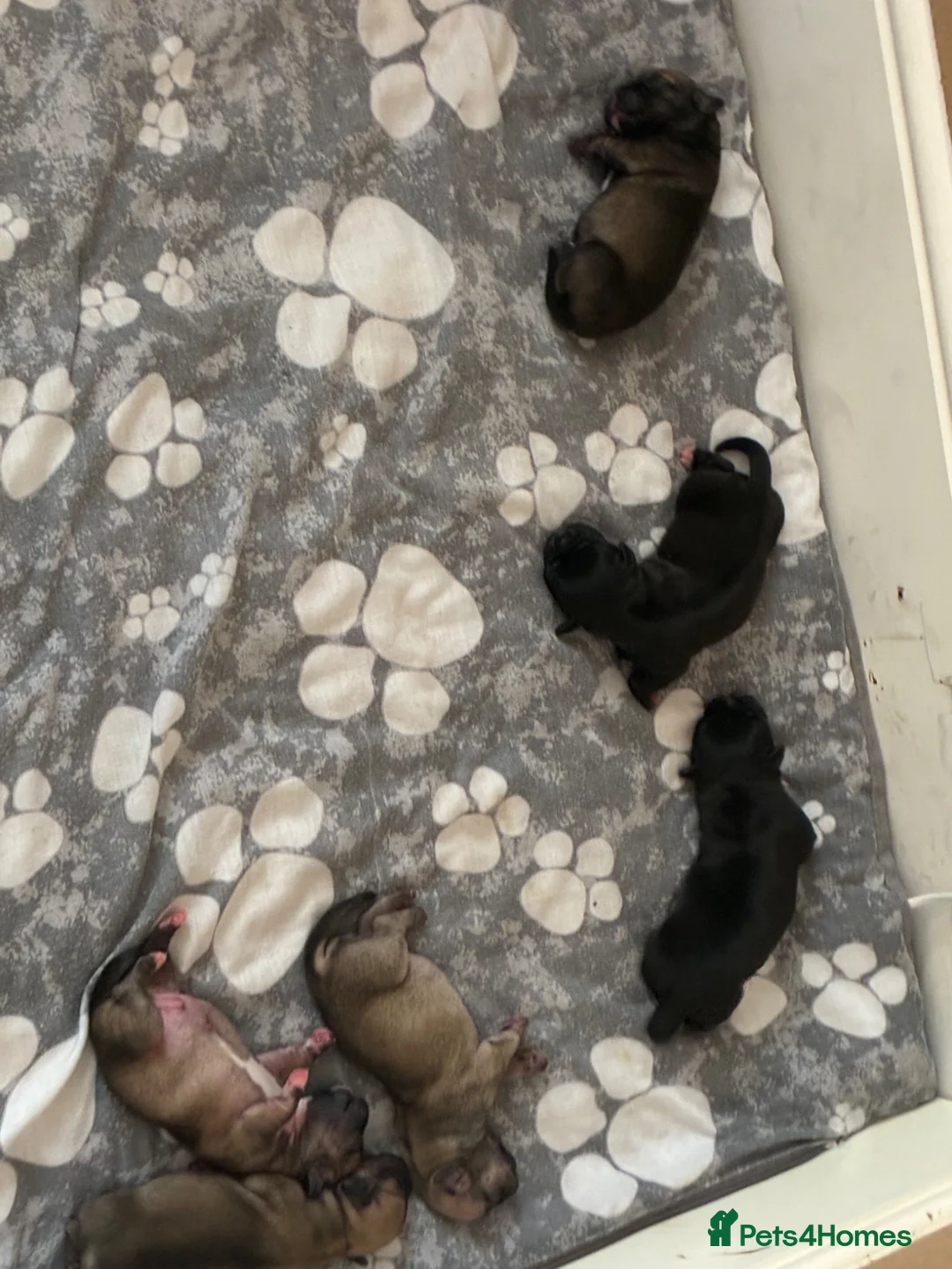 Jug dogs for sale: Jugs pups  - Advert 1