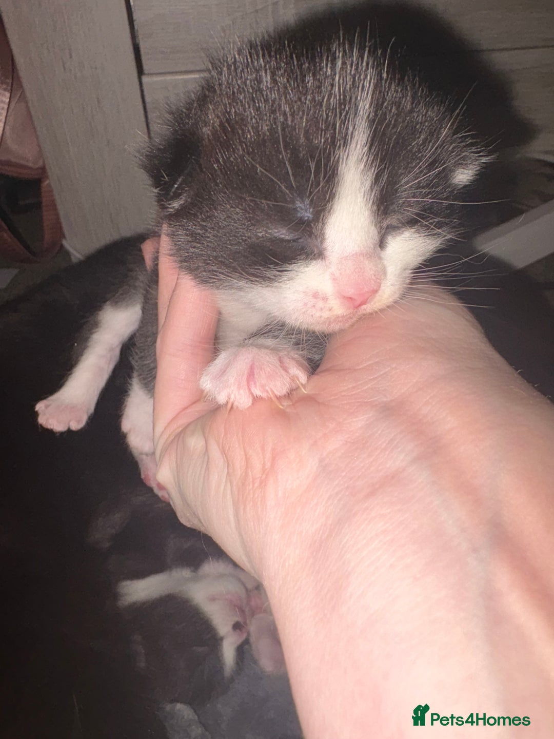 Ragdoll cats for sale: Ragdoll X Kittens  - Advert 8