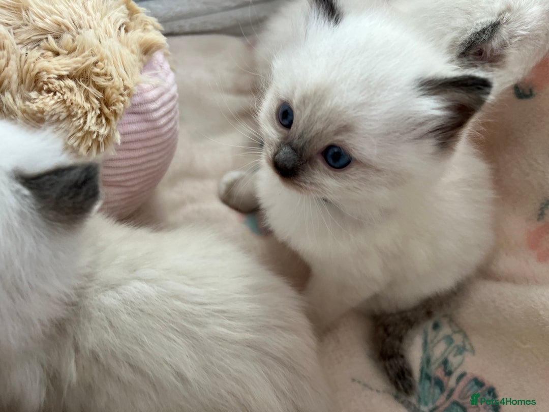 Ragdoll cats for sale: Seal Mitted Ragdoll babies, 4 girls 1 boy - Image 9