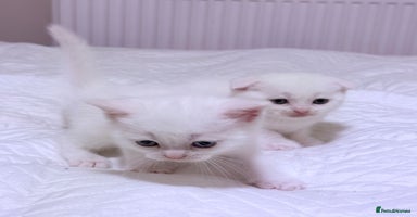 Scottish Fold cats - Advert 1