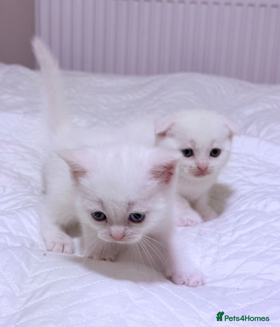 Scottish Fold cats for sale: Scottish fold & Scottish Straight for Sale  - Image 2