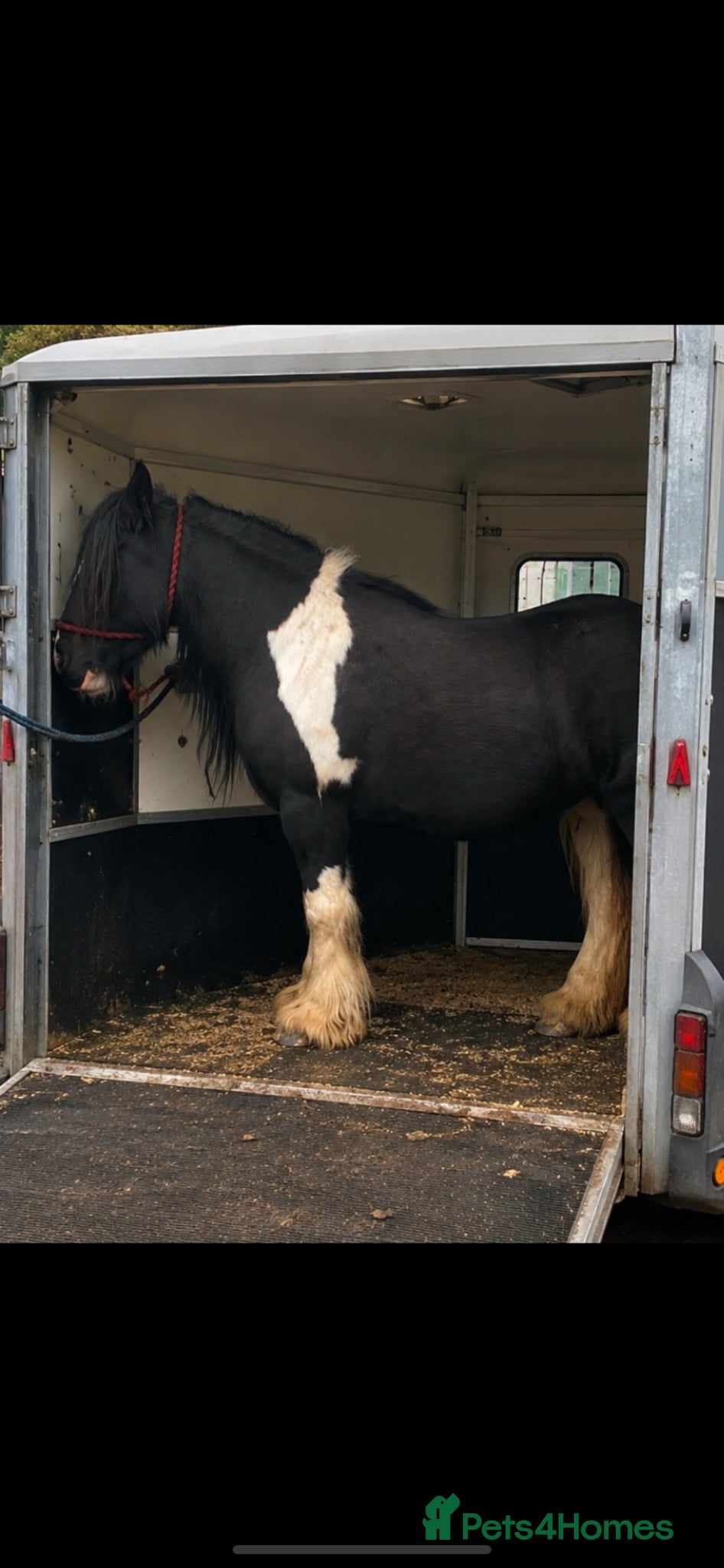 Irish Cob horses 14.2hh cob mare  - Advert 14