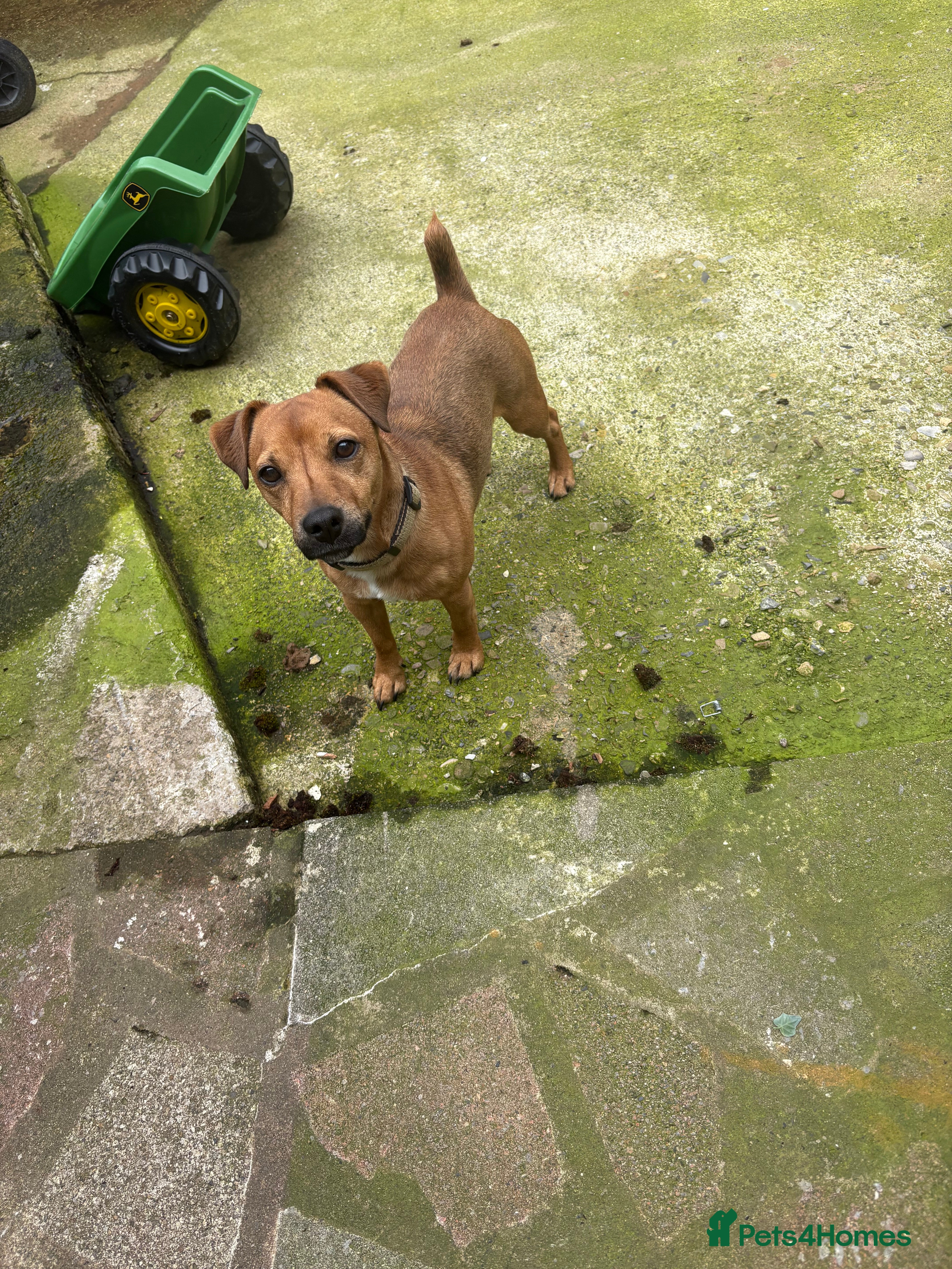 Jack Russell dogs Jack Russell terrier for rehome 2 years old  - Advert 1