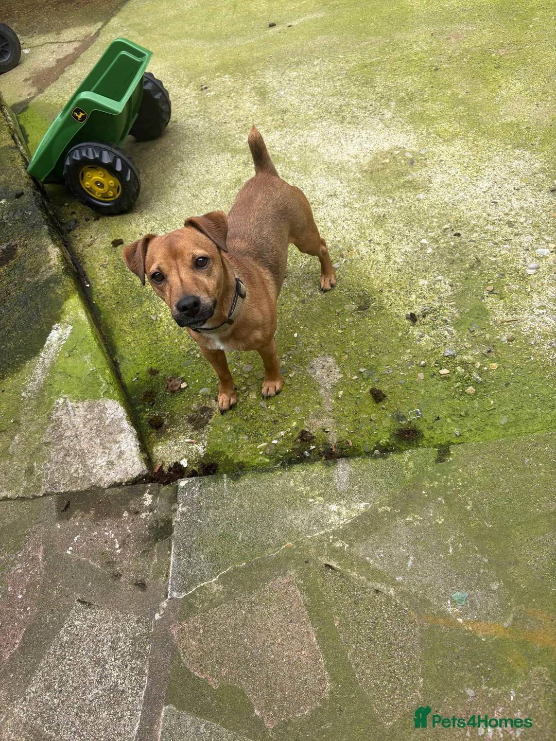Jack Russell dogs for sale: Jack Russell terrier for rehome 2 years old  in Bishop Auckland - Advert 1