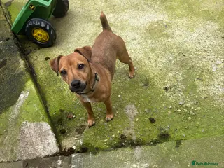 Jack Russell dogs Jack Russell terrier for rehome 2 years old - Advert 1