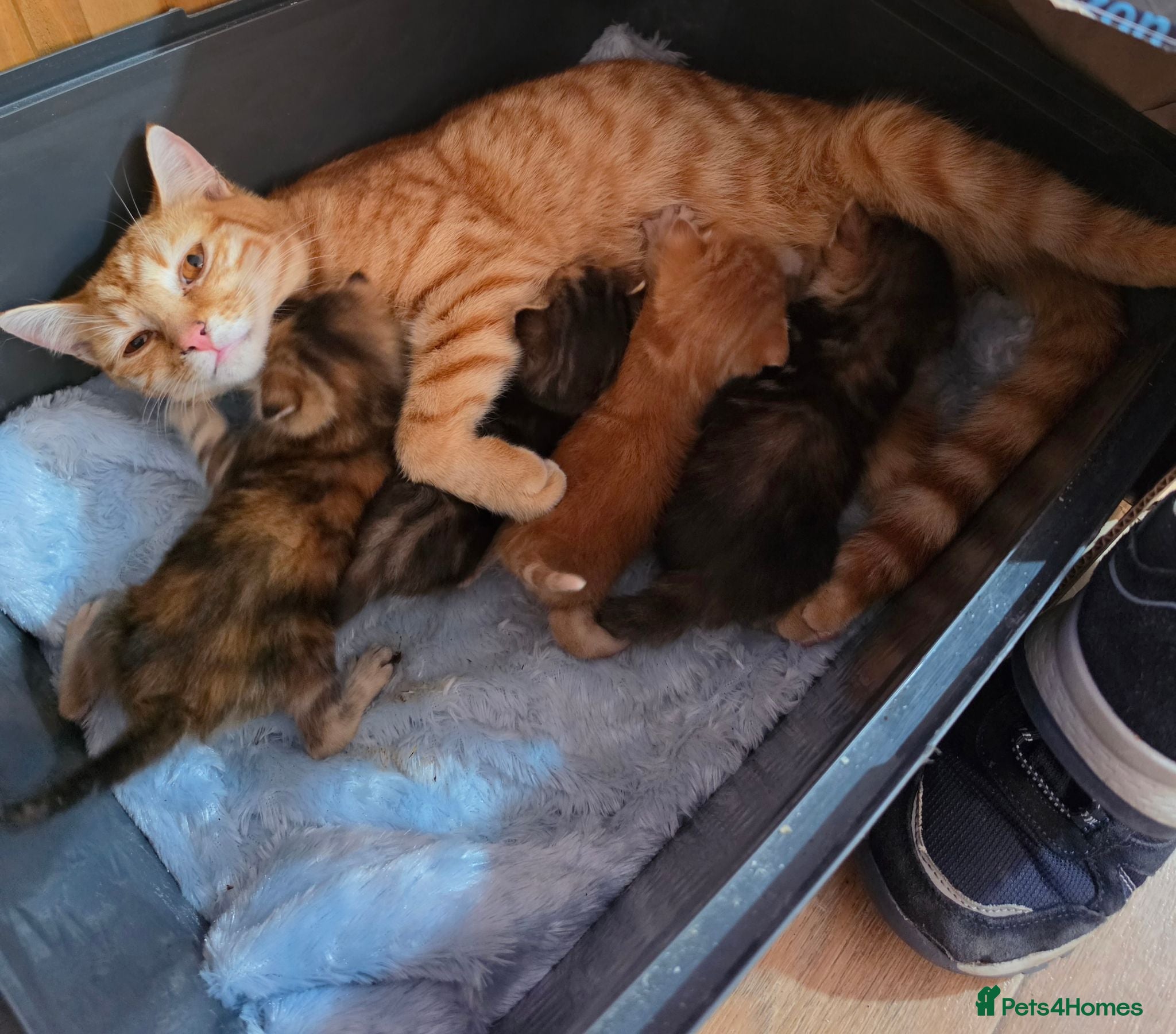 Mixed Breed cats Male ginger kitten - Advert 4
