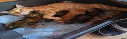 Mixed Breed cats for sale: Male ginger kitten - Advert 1