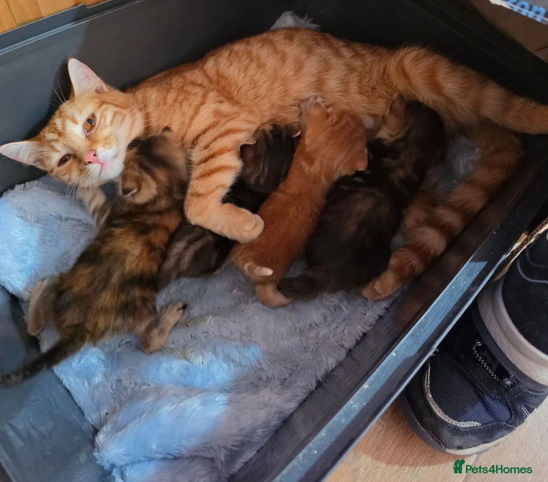 Mixed Breed cats for sale: Male ginger kitten - Advert 1