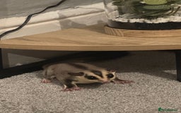 Sugar Glider rodents for sale: Sugar glider and full set up - Image 9
